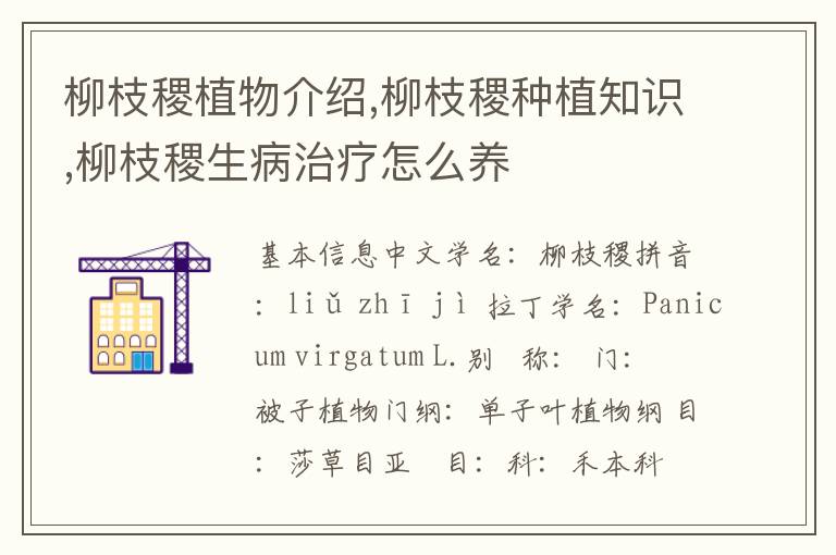 柳枝稷植物介绍,柳枝稷种植知识,柳枝稷生病治疗怎么养