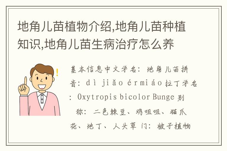 地角儿苗植物介绍,地角儿苗种植知识,地角儿苗生病治疗怎么养