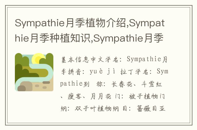 Sympathie月季植物介绍,Sympathie月季种植知识,Sympathie月季生病治疗怎么养