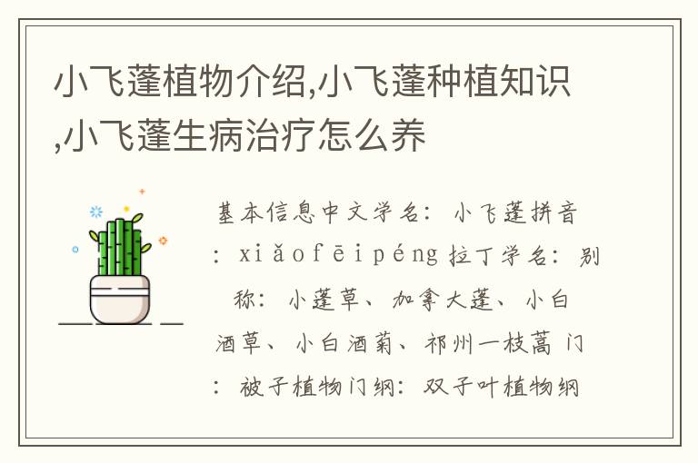 小飞蓬植物介绍,小飞蓬种植知识,小飞蓬生病治疗怎么养