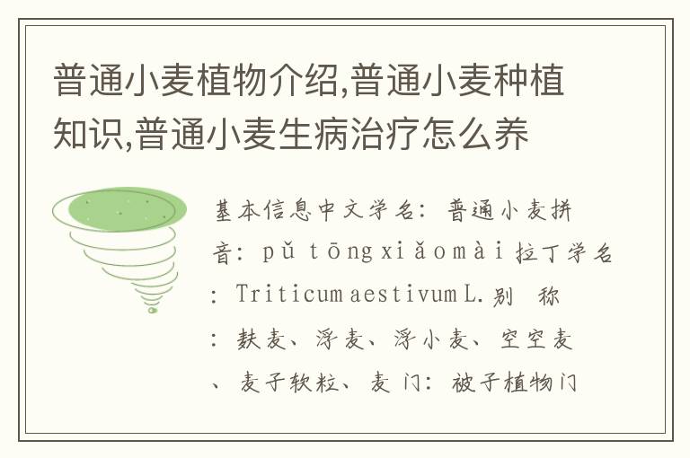 普通小麦植物介绍,普通小麦种植知识,普通小麦生病治疗怎么养