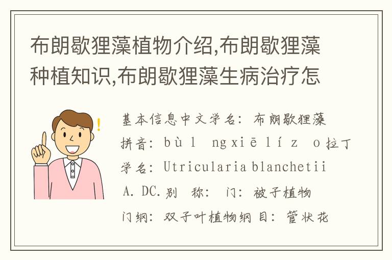 布朗歇狸藻植物介绍,布朗歇狸藻种植知识,布朗歇狸藻生病治疗怎么养