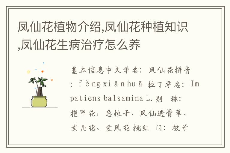 凤仙花植物介绍,凤仙花种植知识,凤仙花生病治疗怎么养