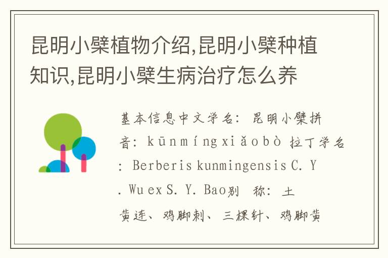 昆明小檗植物介绍,昆明小檗种植知识,昆明小檗生病治疗怎么养