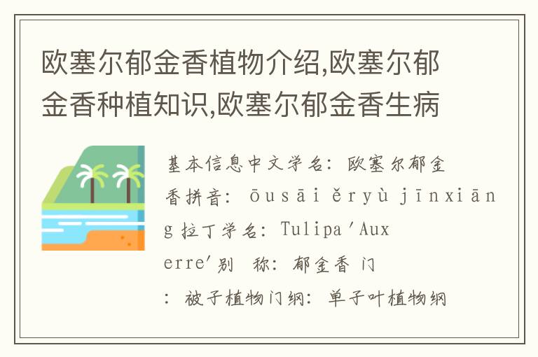 欧塞尔郁金香植物介绍,欧塞尔郁金香种植知识,欧塞尔郁金香生病治疗怎么养