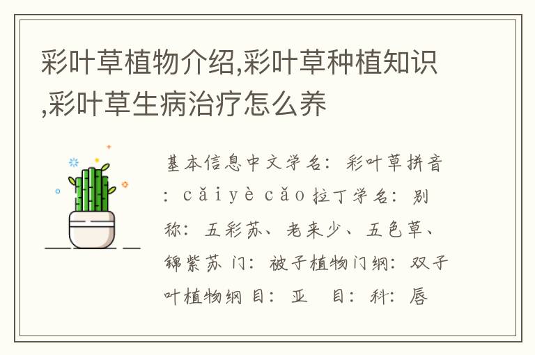 彩叶草植物介绍,彩叶草种植知识,彩叶草生病治疗怎么养