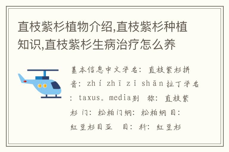 直枝紫杉植物介绍,直枝紫杉种植知识,直枝紫杉生病治疗怎么养