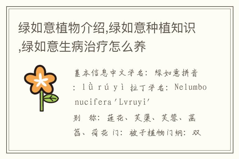 绿如意植物介绍,绿如意种植知识,绿如意生病治疗怎么养