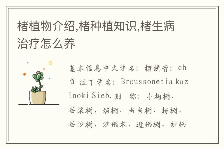 楮植物介绍,楮种植知识,楮生病治疗怎么养