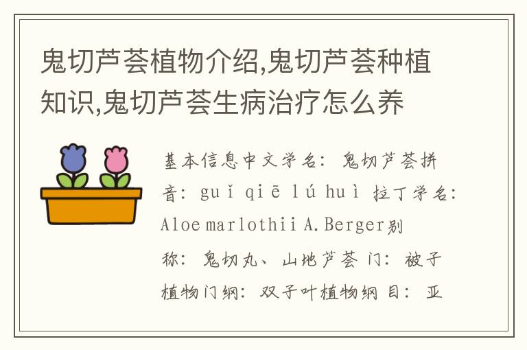 鬼切芦荟植物介绍,鬼切芦荟种植知识,鬼切芦荟生病治疗怎么养