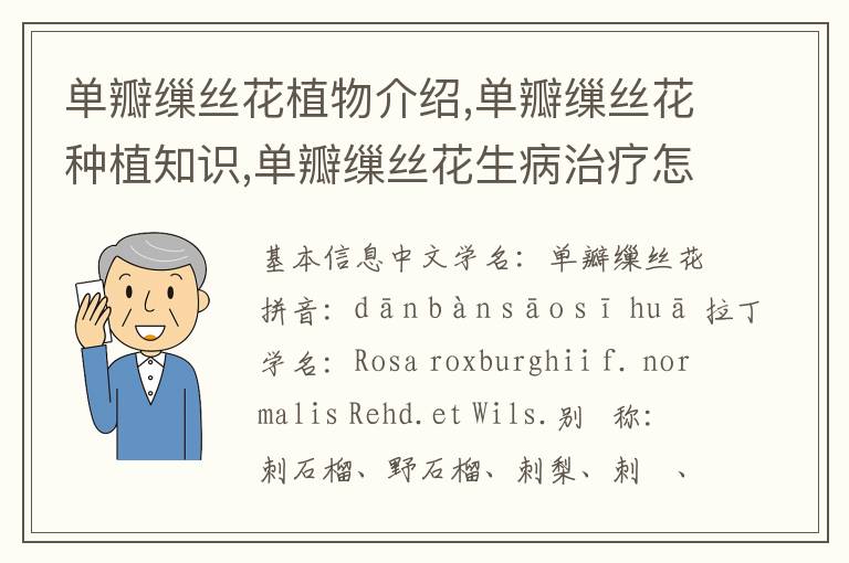 单瓣缫丝花植物介绍,单瓣缫丝花种植知识,单瓣缫丝花生病治疗怎么养