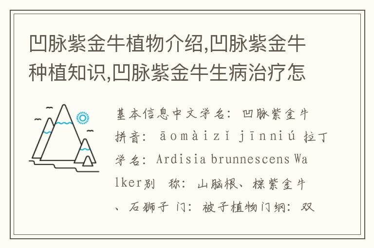 凹脉紫金牛植物介绍,凹脉紫金牛种植知识,凹脉紫金牛生病治疗怎么养