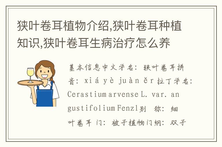 狭叶卷耳植物介绍,狭叶卷耳种植知识,狭叶卷耳生病治疗怎么养